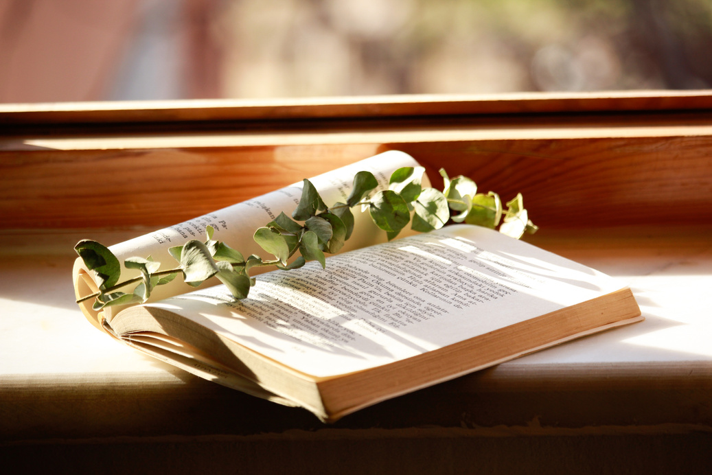 Eucalyptus Branch on a Book