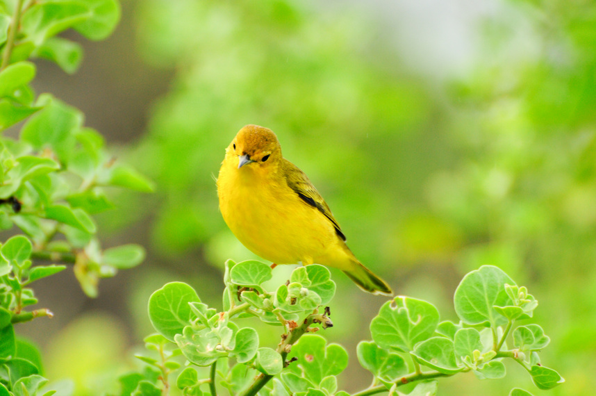 Yellow Bird Perched on Green Leaf