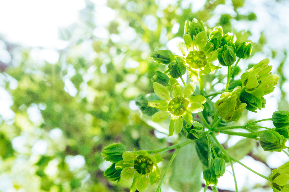 Tilt Shift Photography of Green Flowers