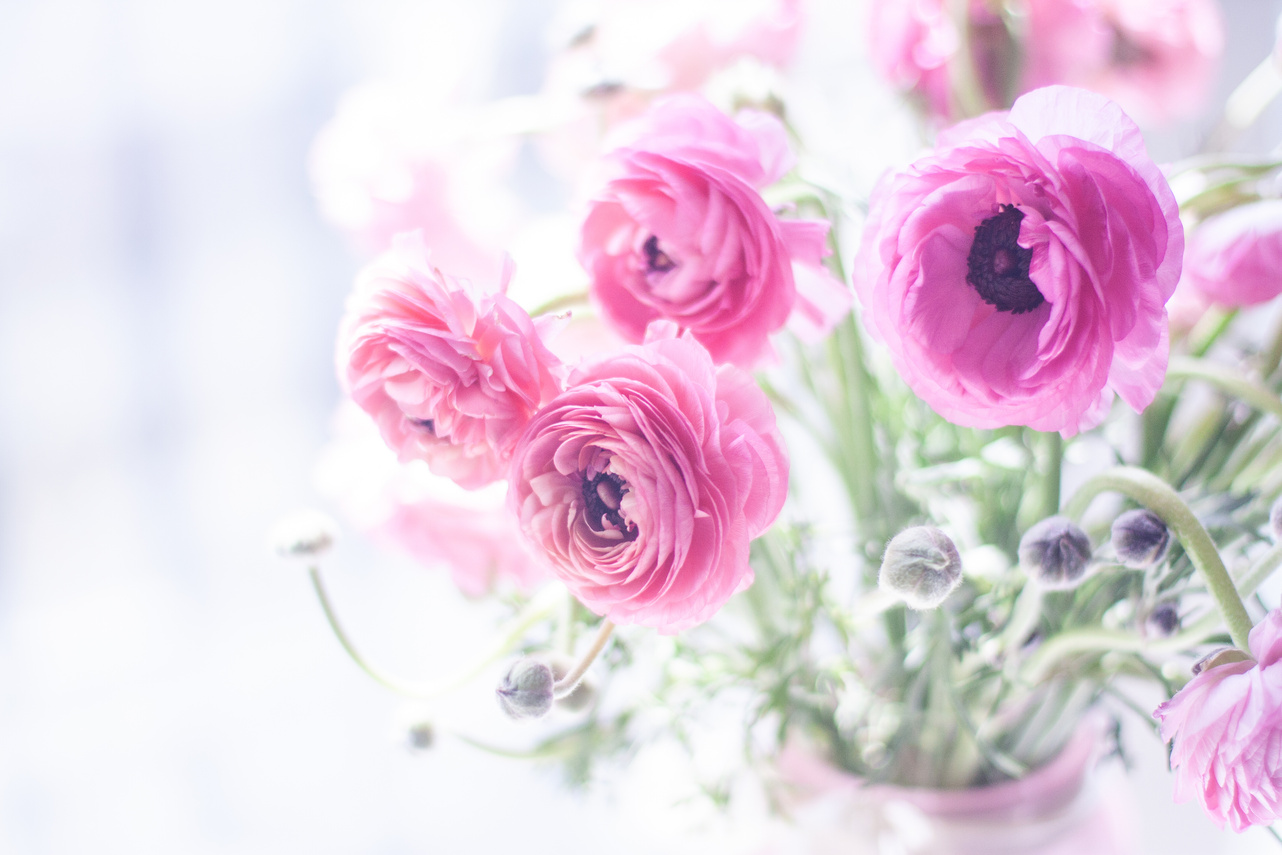 Photo of Pink Flowers