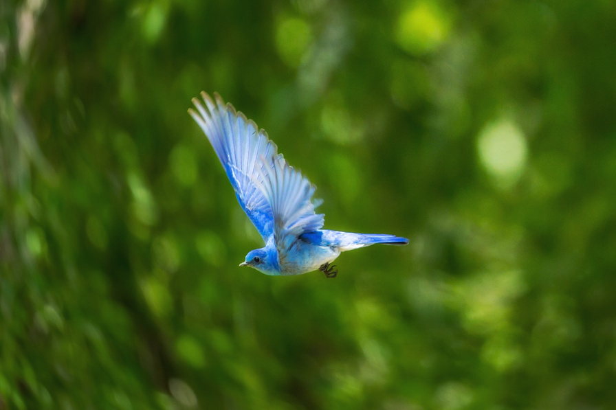 Blue Bird Flying